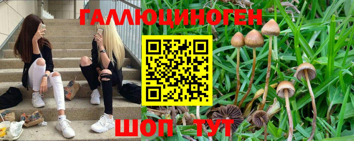 Димитровград  Галлюциногенные грибы Magic Shrooms  Вход с VPN 
